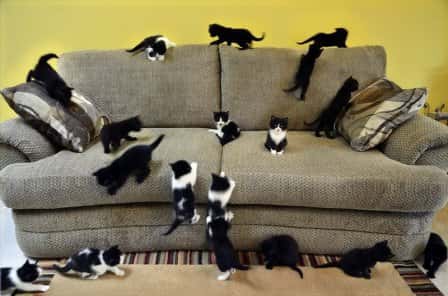 Обивка для дивана, если в доме кот